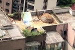 Mua nhà 8 năm mới phát hiện ngay trên trần phòng khách là một ngôi mộ