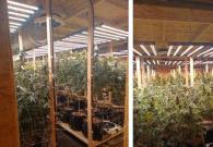 2 người bị bắt trong trại cần sa 1.2 triệu bảng ở Worcestershire 2 người bị bắt trong trại cần sa 1.2 triệu bảng ở Worcestershire