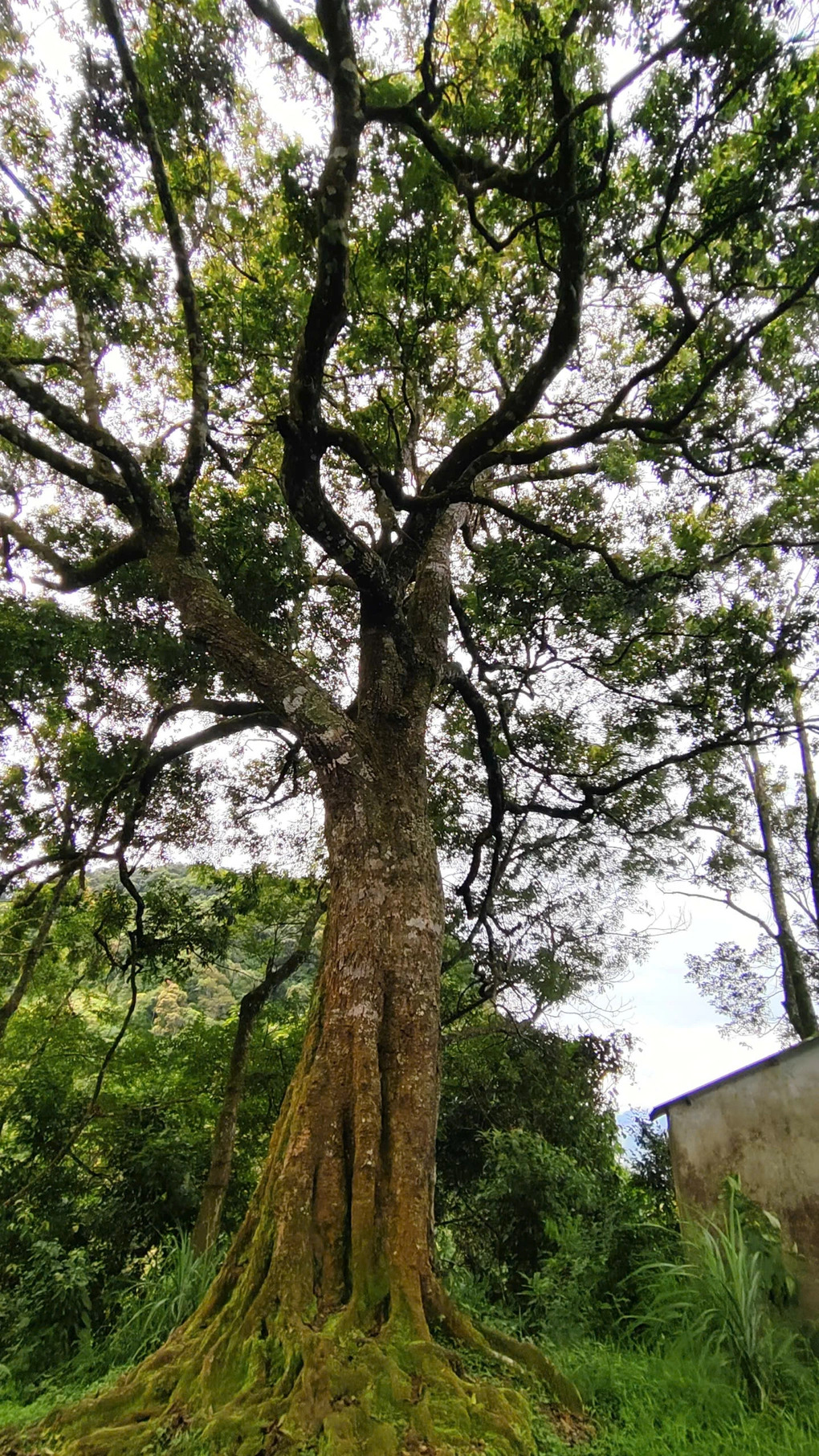 cay sang trang 2